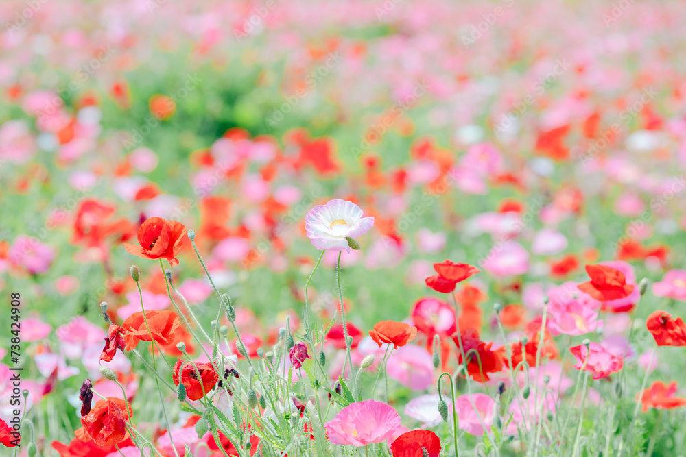 鮮やかなポピーの花の絨毯