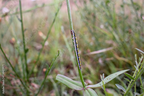 worm crawling up a plant