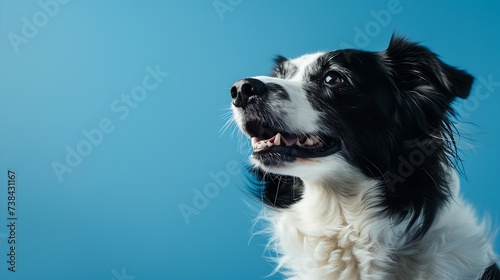 adorable portrait of amazing healthy and happy adult black and white border collie in the photo studio on the blue background : Generative AI © Generative AI