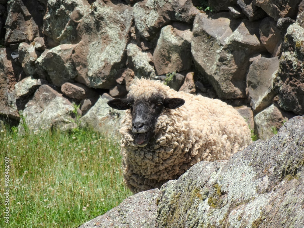 [Peru] Sheep with open mouth in Raqchi ruins (San pedro District) Stock ...