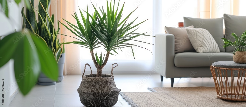 Yucca elephantipes is an attractive indoor plant placed on the floor.