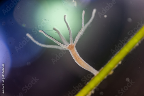 Hydra