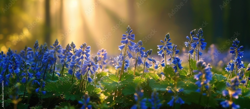 Forest meadow, blue fumewort flowers, Corydalis solida, bask in the morning sun, nature's awakening mood. - obrazy, fototapety, plakaty 