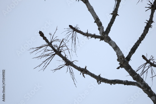 冬の北海道で枯れた葉と木の枝のシルエット