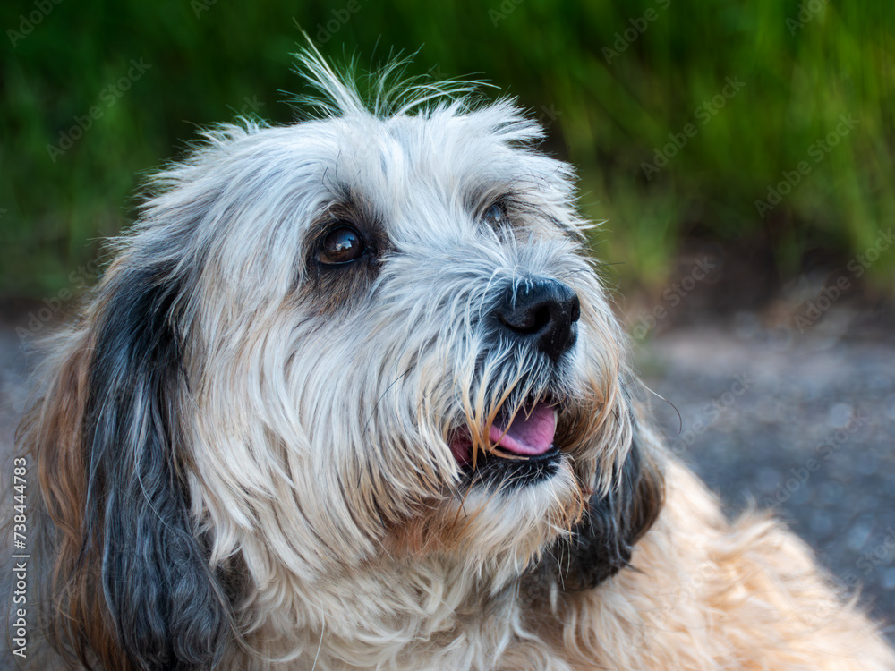 Close-up of a Fluffy Dog Looking Upward