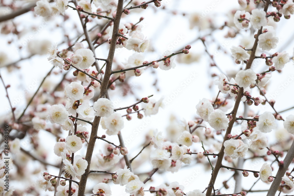 Obraz premium 開花した沢山の白い梅の花