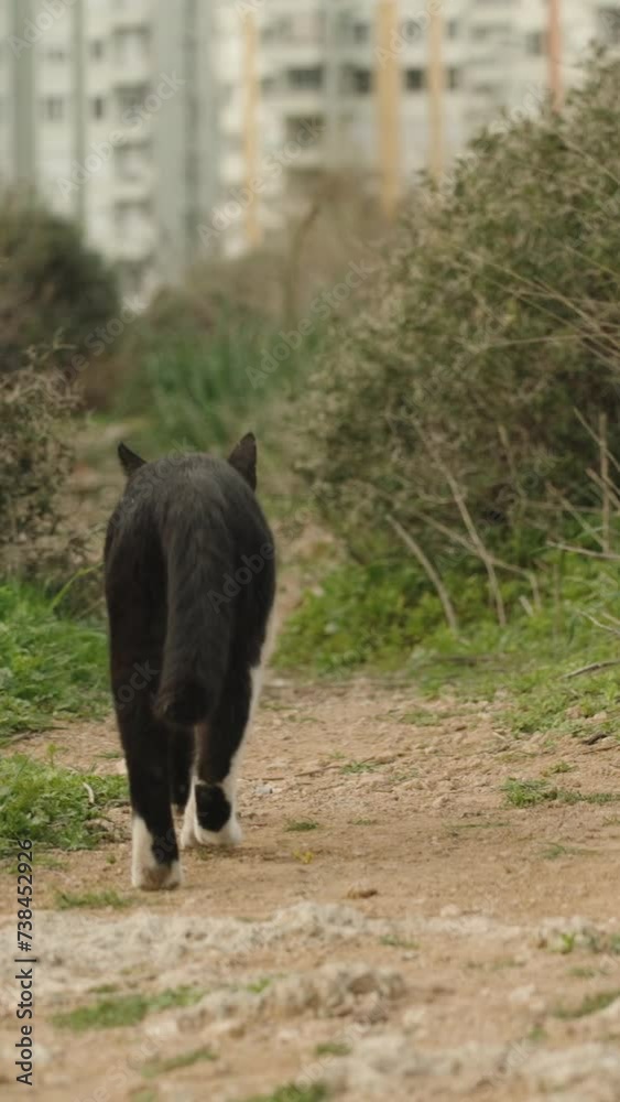 Vertical video. Black street cat runs away from me along the path between the bushes, I catch up with it. In the background, tall buildings. Vertical video. Black street cat runs away from me along the path between the bushes, I catch up with it. In the background, tall buildings.