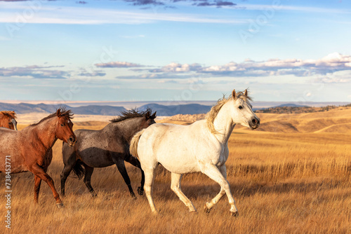Quarter Horses running across pasture