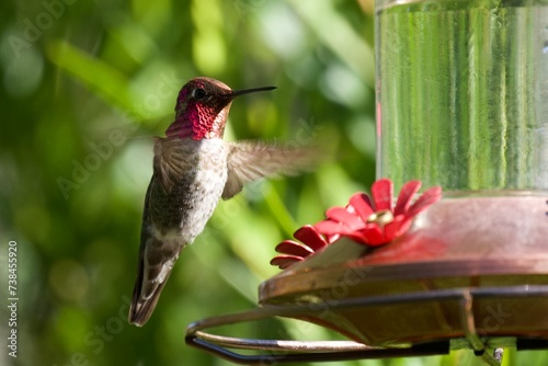 hummingbird in flight