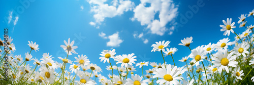 A field of Chamomile flowers on a bright sunny day © FATHOM