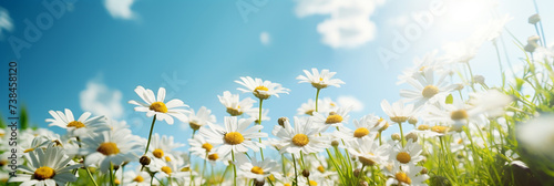 A field of Chamomile flowers on a bright sunny day © FATHOM