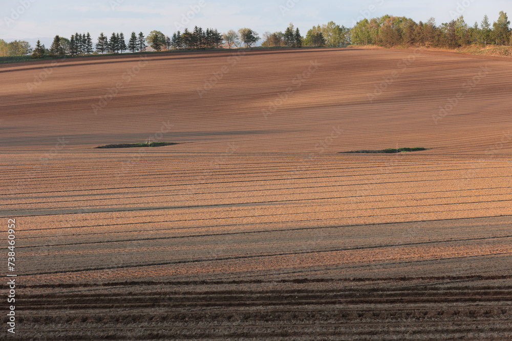 Obraz premium 夕暮れ時に見かけた畑のラインアート