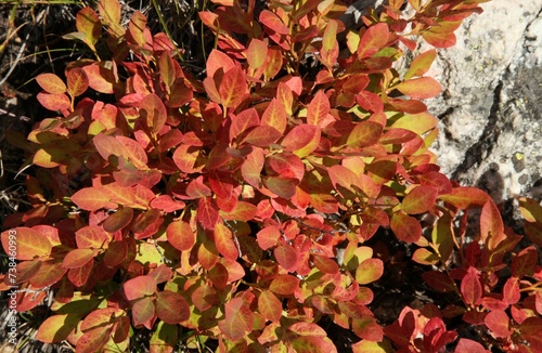 Huckleberry (Vaccinium membranaceum) red leaves in Beartooth Mountains, Montana photo