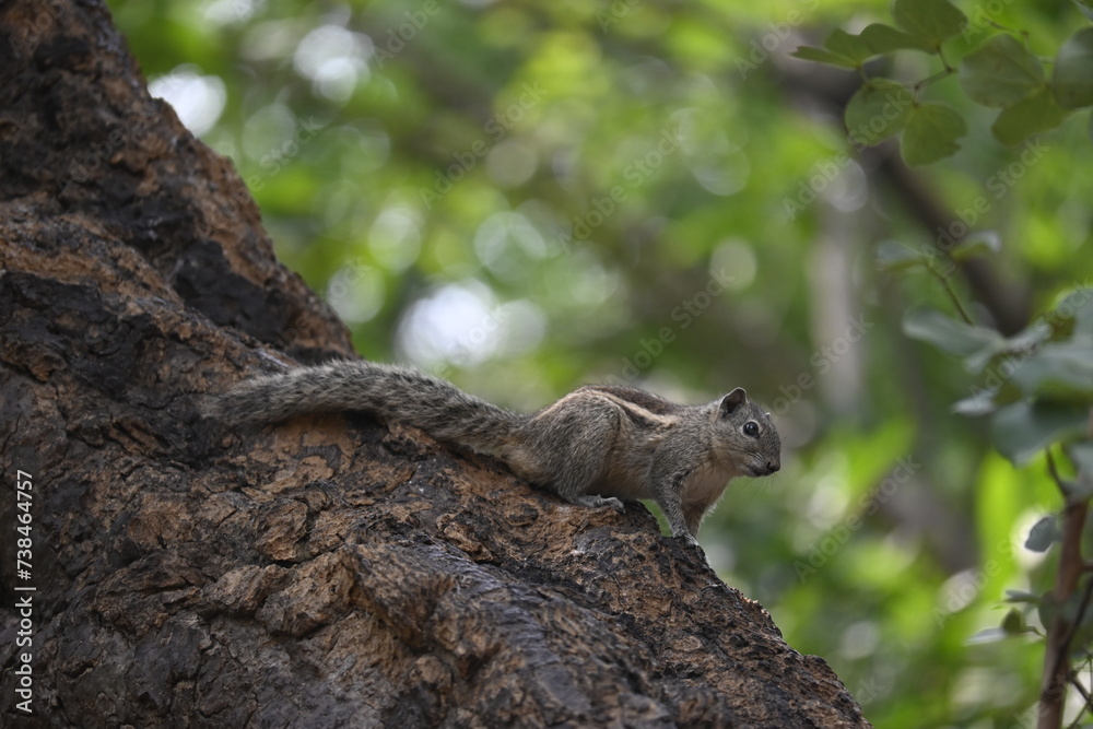 Obraz premium squirrel on a tree
