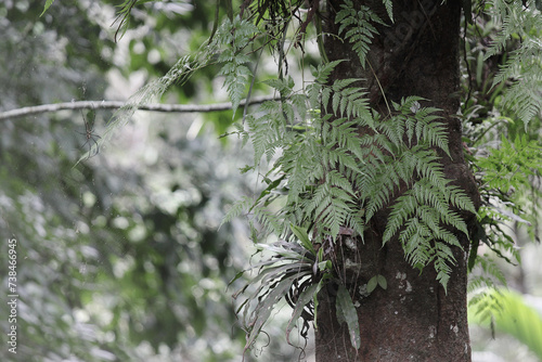 Davallia sp is a parasitic plant growing on trees photo