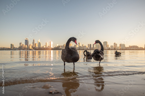 four black swans standing on swan river in Perth, Western Australia. Early morning grooming standing one leg in still water, blue clear skies, slow morning with city skyline 