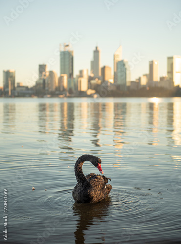 black swan floating on swan river in Perth, Western Australia. Early morning grooming and sleeping in still water, blue clear skies, slow morning with city skyline 