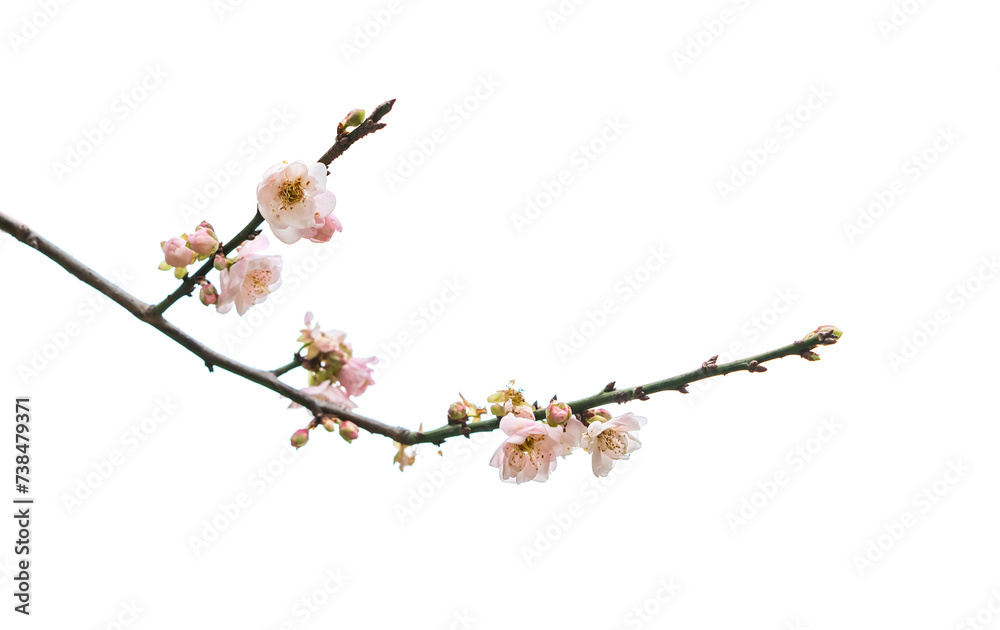 plum blooming flowers isolated on white background plum blooming flowers isolated on white background