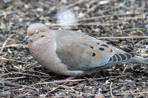 Mourning Dove (Zenaida macroura) Close Up With Eyes Closed On Snowy Day