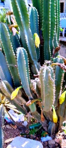 Flowers growing in a garden for surrounding beautification 