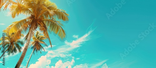 High quality photo of tropical palm trees against a blue sky with a coconut tree, summery background, and ample space for text. © Sona