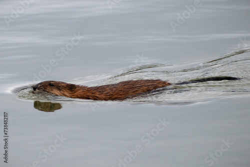Common Muskrat (Ondatra zibethicus) Swimming In Wetland Water Close Up