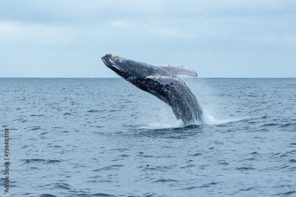 Fototapeta premium Ballena jorobada saltando en el Océano Pacífico en Ecuador