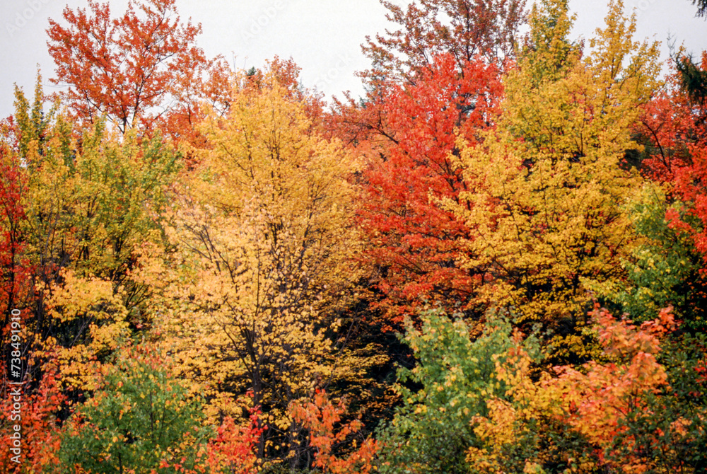 Temperate forests are characterized as regions with high levels of precipitation, humidity, and a variety of deciduous trees. Summer into Fall brings beautiful shifts in color as trees lose leaves.
