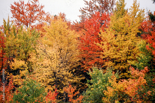 Temperate forests are characterized as regions with high levels of precipitation, humidity, and a variety of deciduous trees. Summer into Fall brings beautiful shifts in color as trees lose leaves.