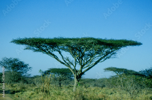 The tropical rainforest is a hot  moist biome where it rains all year long. It is known for its dense canopies of vegetation that form three different layers. 