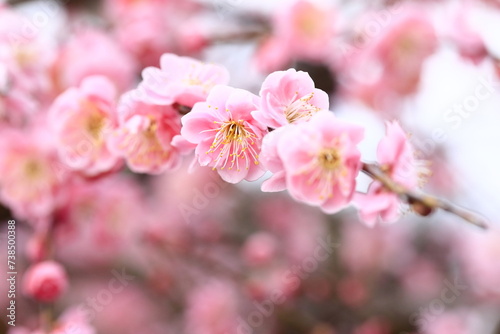 日本の春の梅