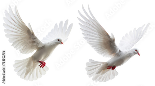 isolated flying dove bird in set of two photo