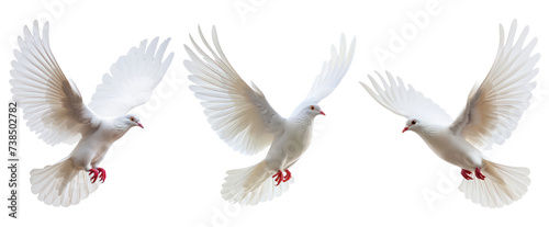 set of three flying white dove bird © starlineart