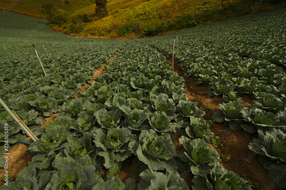 Fototapeta premium Cabbage field