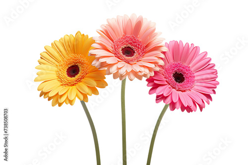 Three gerbera daises, cut out