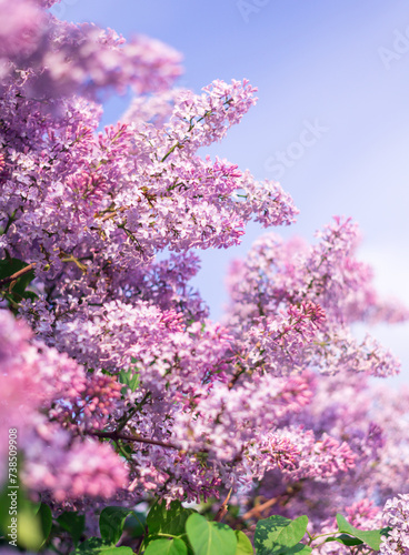 beautiful lilac branch against the sky