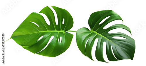 Tropical monstera leaves  cut out
