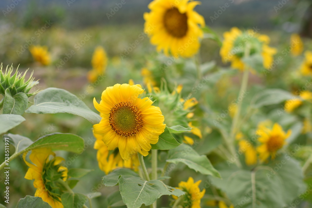 Beautiful sunflowers in the field natural background, Sunflower blooming. Sunny day.