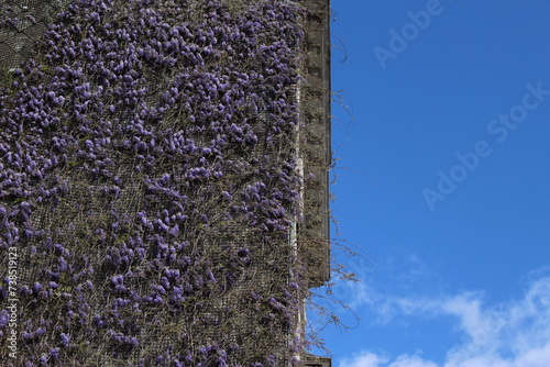Purple blooming wisteria wall signaling the beginning of spring with blue sky to the right for copy space. Fresh springtime graphic resource background wallpaper screensaver concept - Ixelles, Belgium