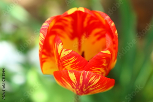 red and yellow tulip