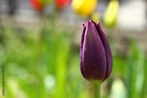 Purple closed tulip in spring in the garden with left side copy space graphic resource background
