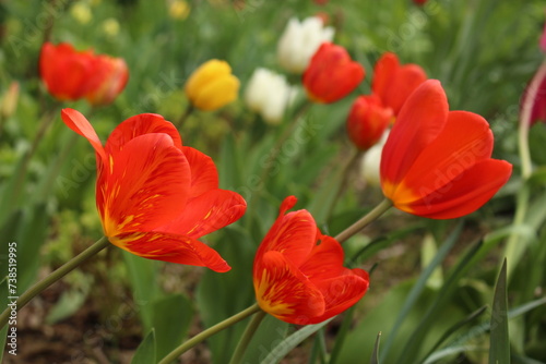 Red and yellow tulips in full bloom in a lush green garden in Ixelles, Brussels, Belgium. Springtime background with Red Emperor tulips, red tulips wit darker streaks and yellow at the bottom or base