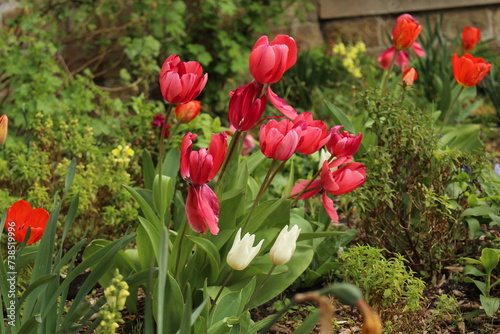 Bunch of pink and red stripped tulips in fool bloom in a garden in Ixelles, Brussels, Belgium. Symbol for spring time, new life, growth. Pink and red tulips in the garden