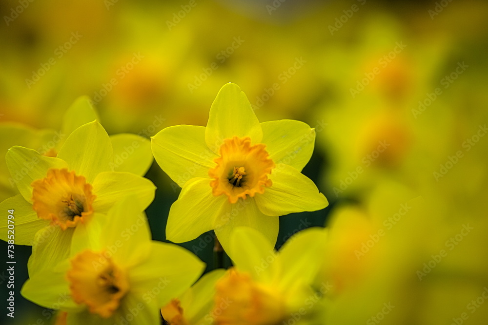 冬から春にかけて街角の花壇には黄色や白いスイセン咲きます