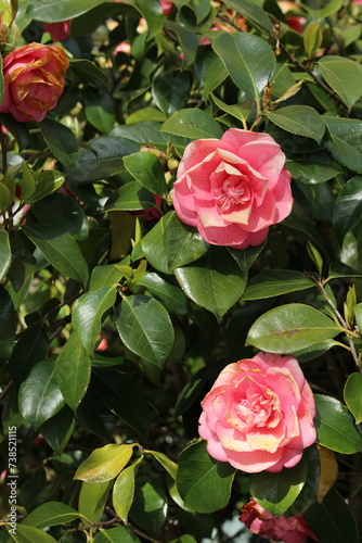 Camellia bush with pink flowers just beginning to decay and copy space. Springtime concept background with text space. Pink roses in garden. 