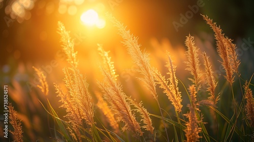 Golden hour lighting up a tranquil meadow with fluffy reeds