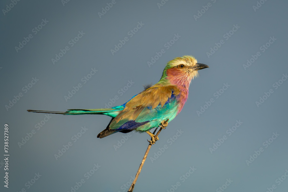 Obraz premium Lilac-breasted roller lifting tail on thin branch