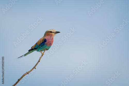 Lilac-breasted roller in profile on slim branch © Nick Dale