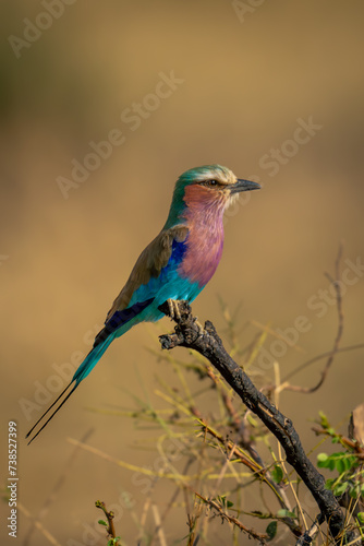 Lilac-breasted roller on thick twig in profile