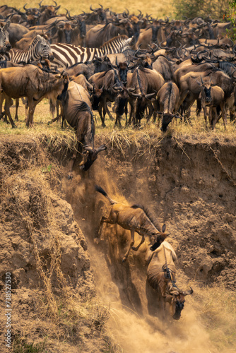 Line of blue wildebeest jumping off cliff